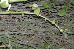 Cissus quadrangularis